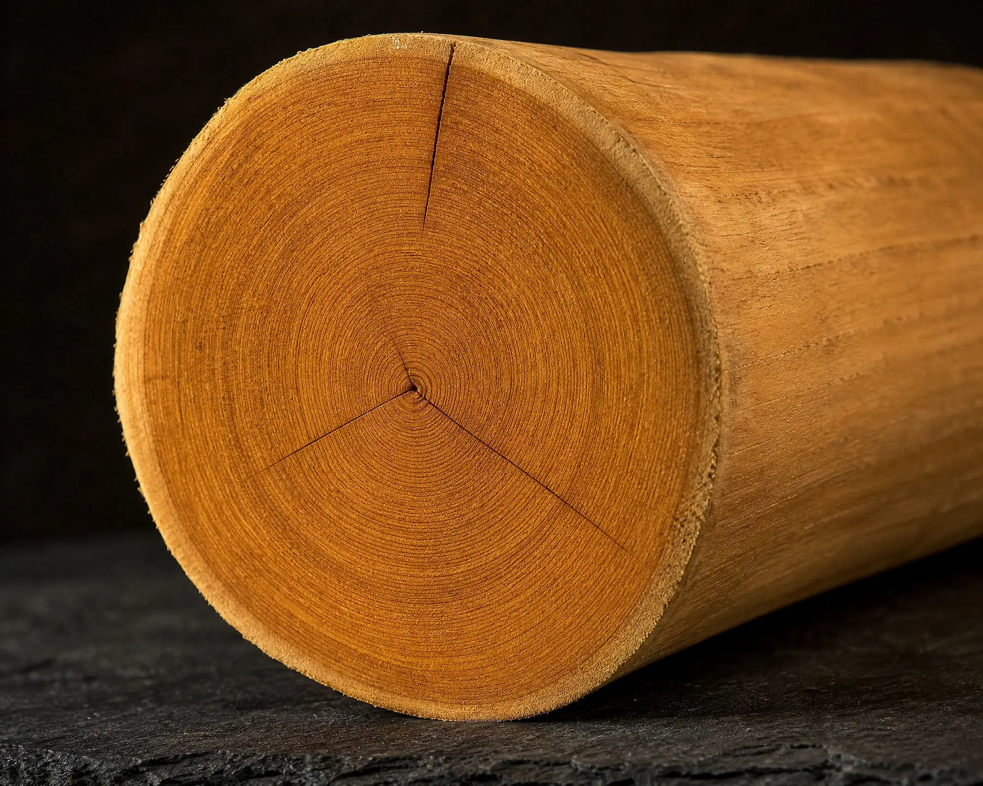 Sawn end of a sandalwood log showing fine golden growth rings and natural radial cracks