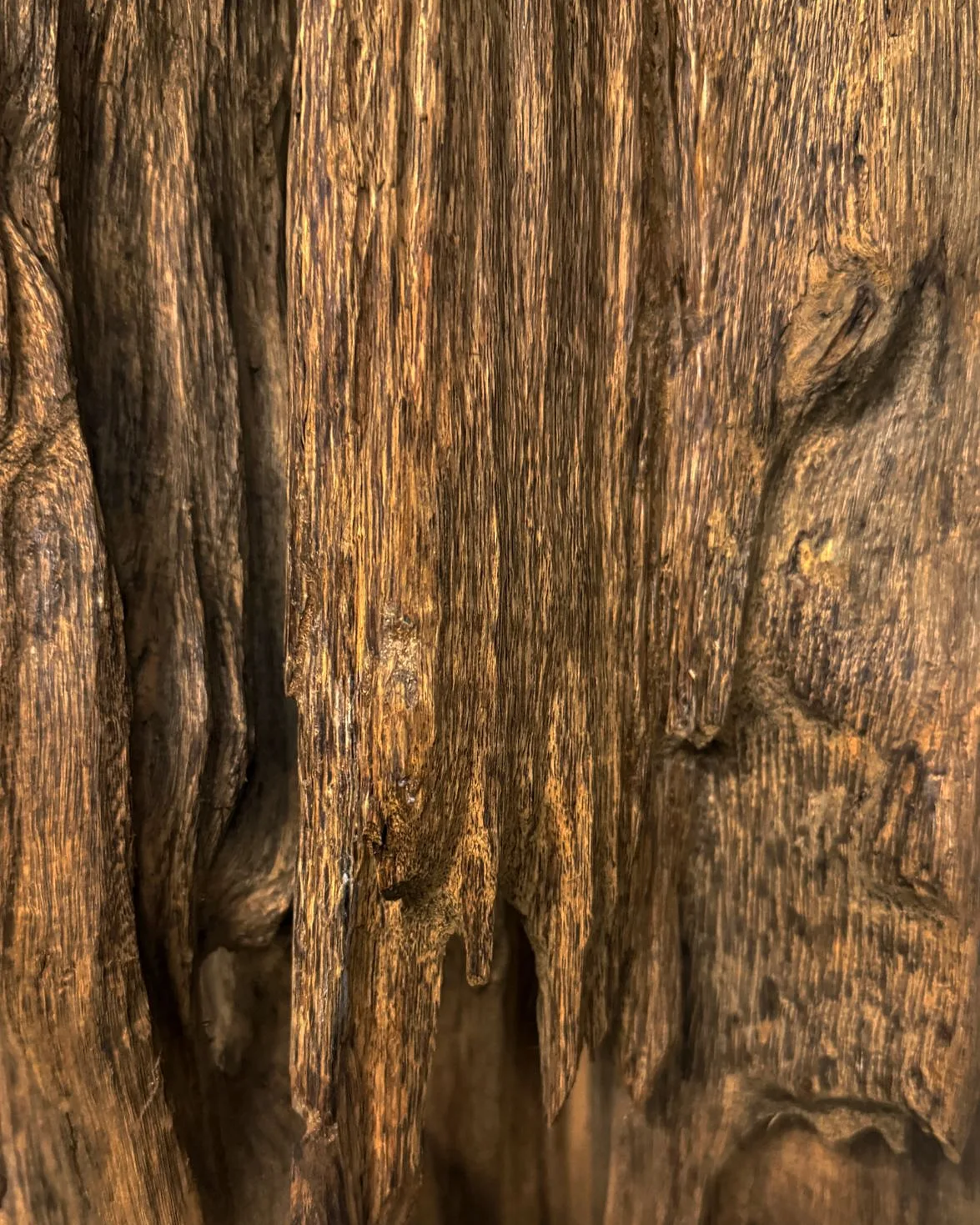 Close-up of a piece of raw agarwood showing its fibrous, resin-darkened grain